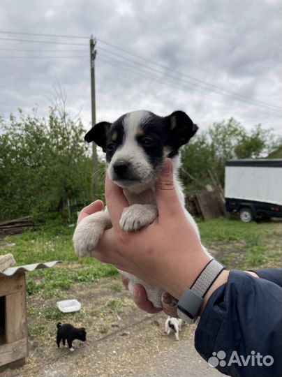 Щенки лайки в дар