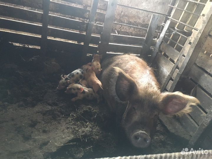 Поросята