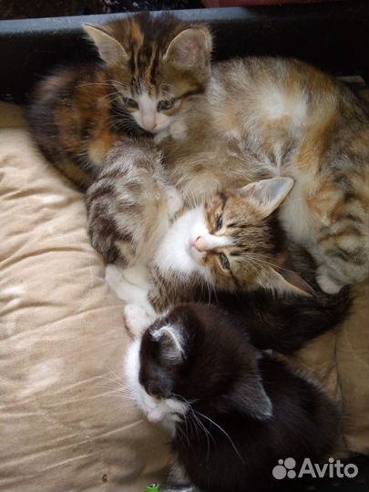 Котята бесплатно