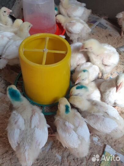 Гранулированный комбикорм для бройлеров