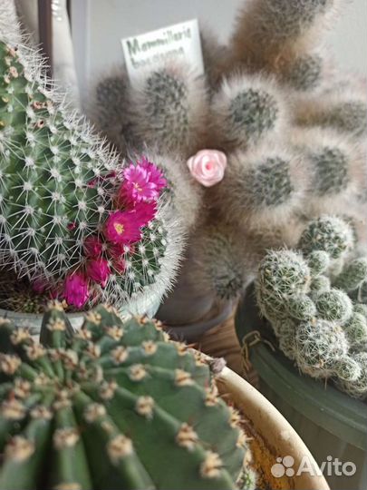 Кактусы и суккуленты