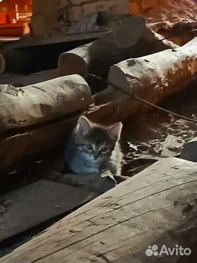 Домашние животные котята бесплатно