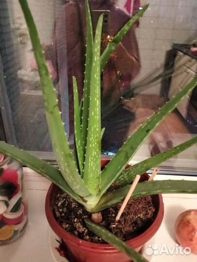 Алоэ вера растение