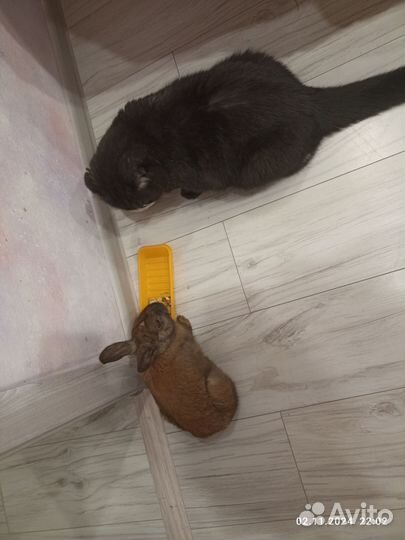 Кролик (фото)