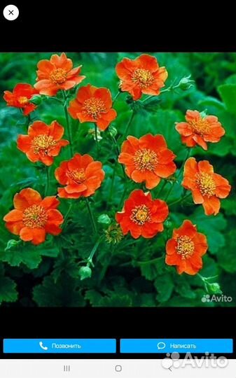 Флоксы,гравилат