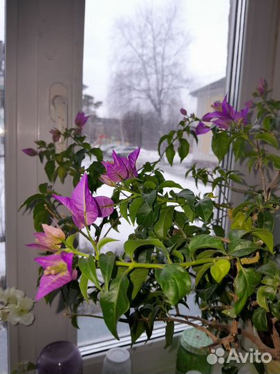 Бугенвиллея