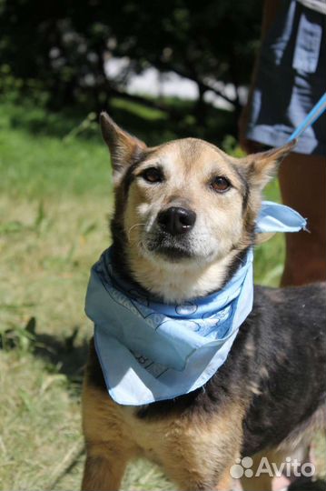 Добрейший пёс Сэм не может быть в приюте