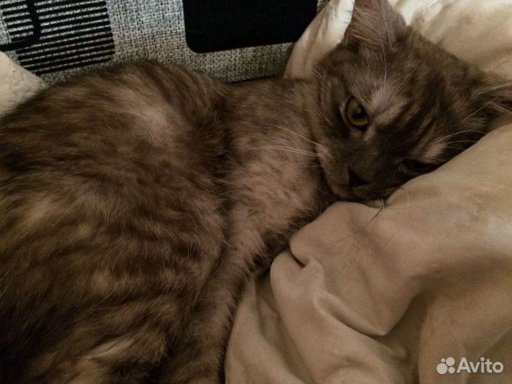 Отдам шотландского кота