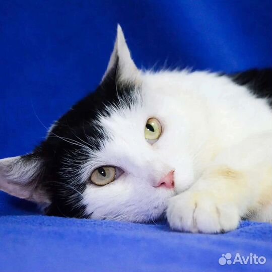 Муркоша выжил вопреки всему, ищет дом