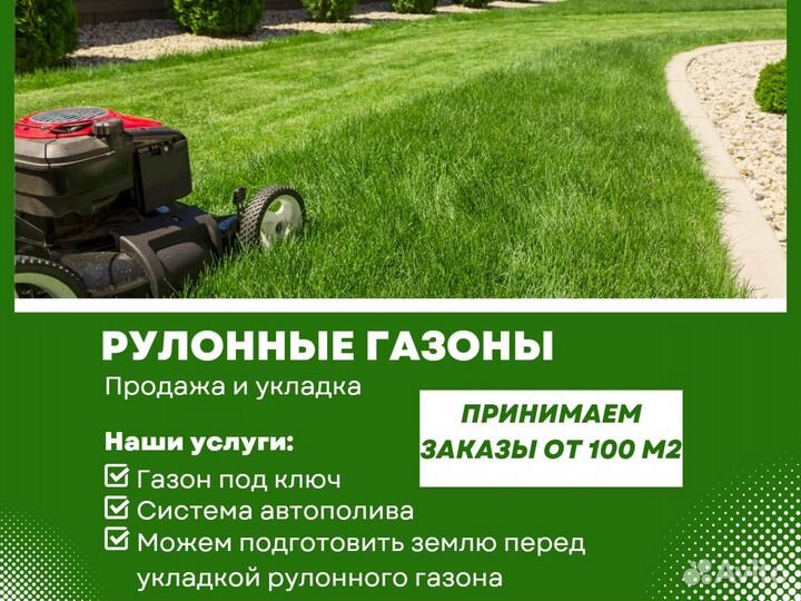 Укладка газона элитный