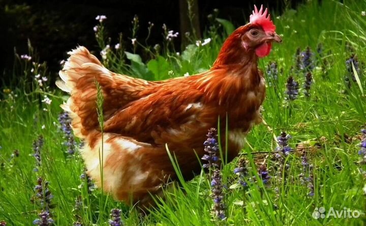 Куры несушки
