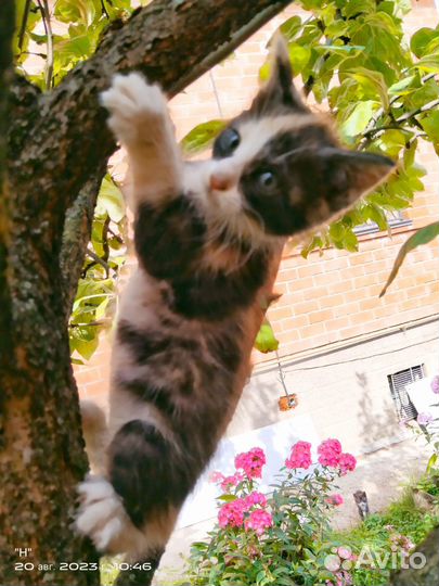 Котенок девочка