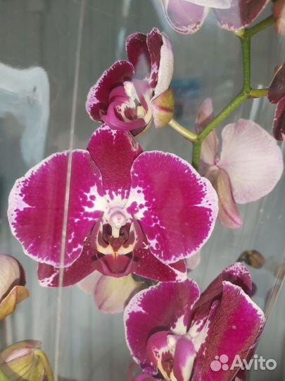 Орхидея фаленопсис