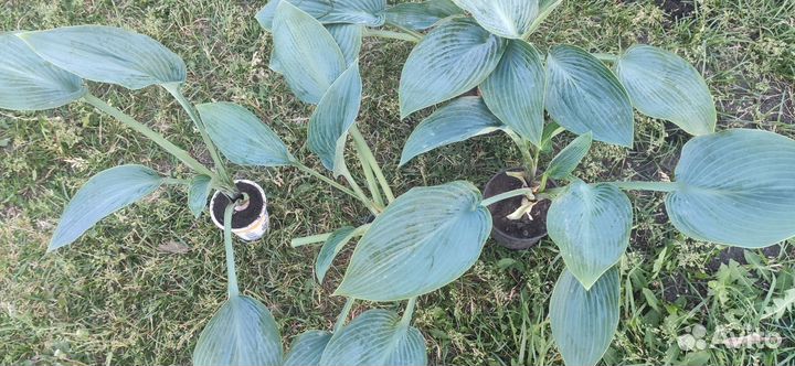 Синяя хоста