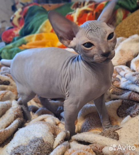 Канадский сфинкс