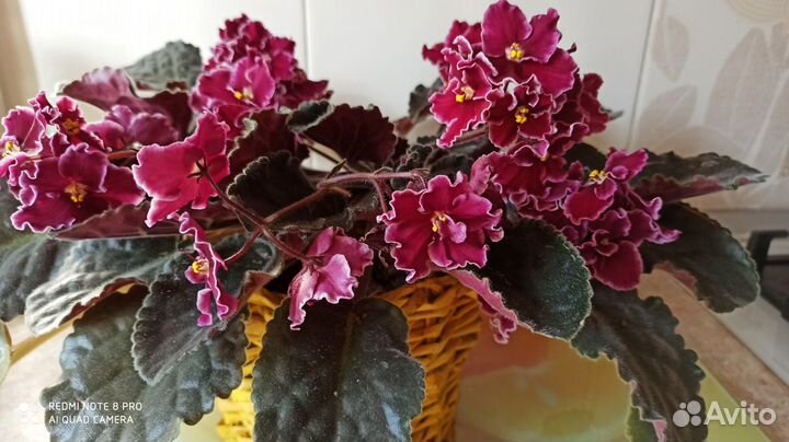 Комнатные цветы