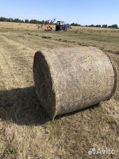 Сена с доставкой в рулонах 2024