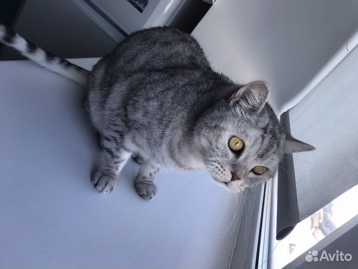 Отдам кота в добрые руки