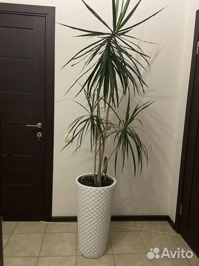 Пальма драцена