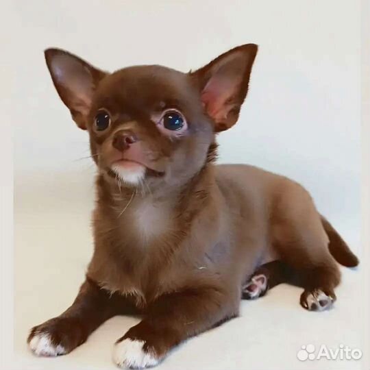 Чихуахуа, шоколадная куколка