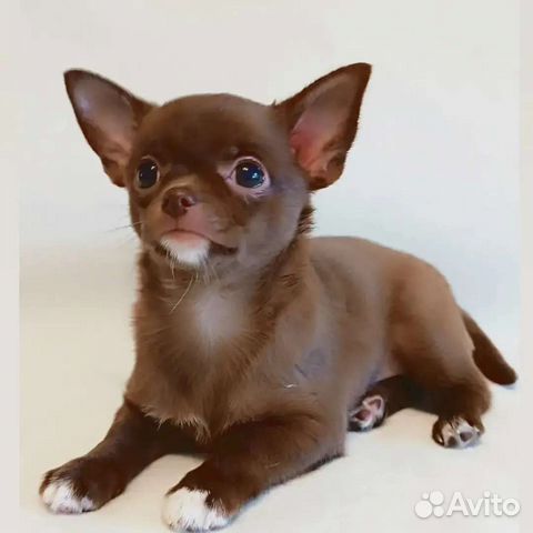 Чихуахуа, шоколадная куколка