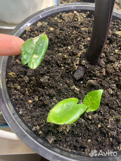 Аллказия блэк стим вариегатная