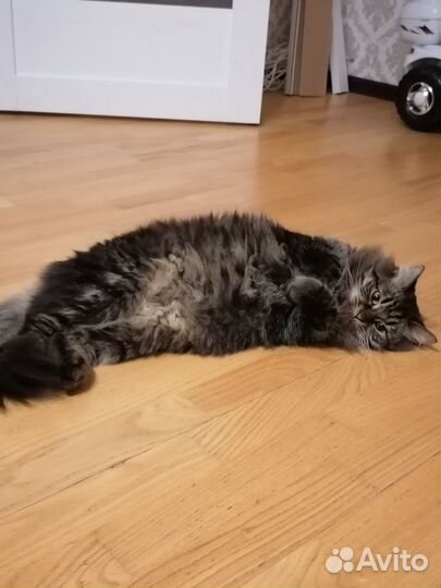 Передержка животных