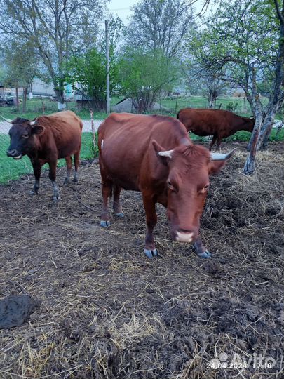 Коровы дойные с телятами