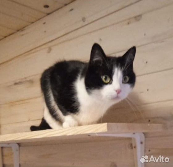 Передержка кошек