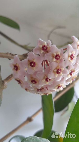 Хойя Грацилис и Карноза