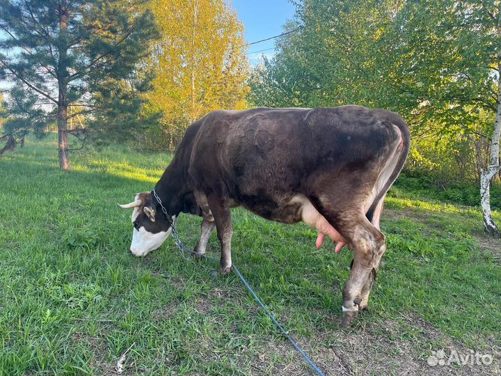 Телочка джерси