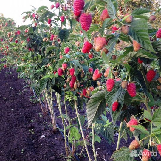 Саженцы малины с доставкой