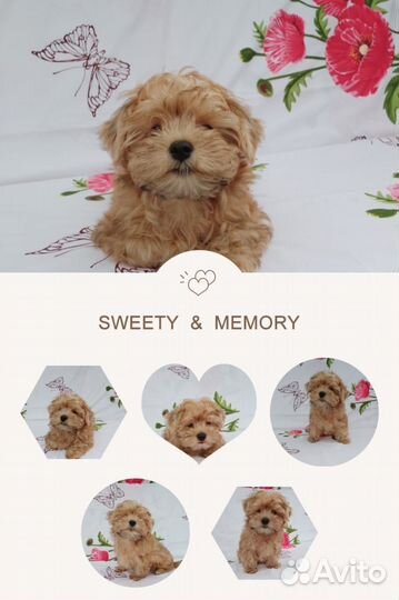 Мальтипу f1 мини