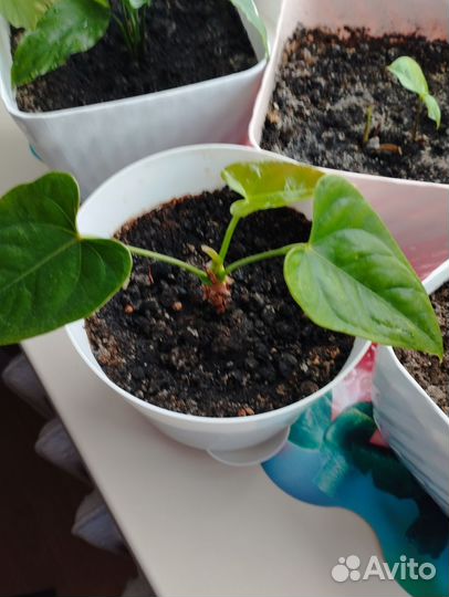 Цветы домашние в горшках