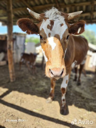 Коровы дойные, телка