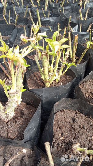 Кустовые розы саженцы