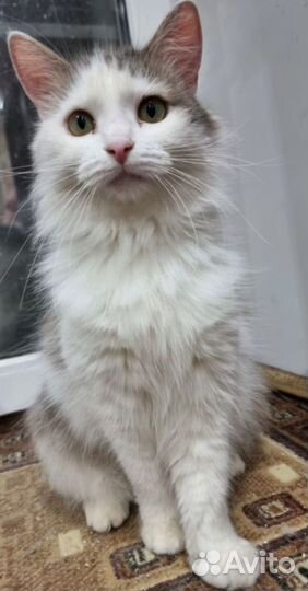 Молодая кошечка в добрые ручки