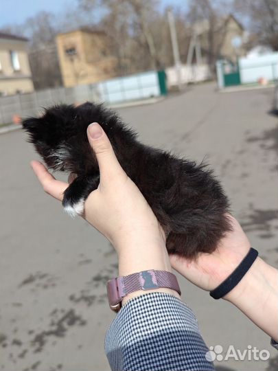 Котята в добрые руки девочки