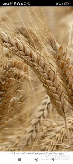Пшеница 3 класс