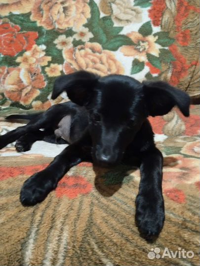 Щенок породистый той - терьер