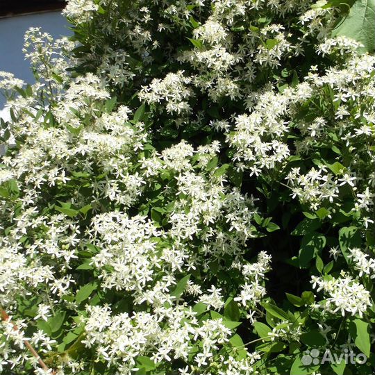 Саженцы клематиса