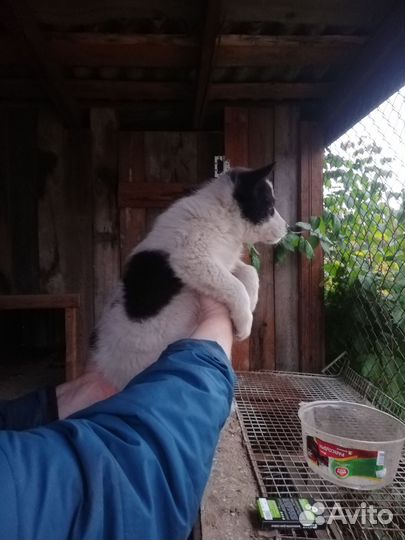 Мальчик для охраны