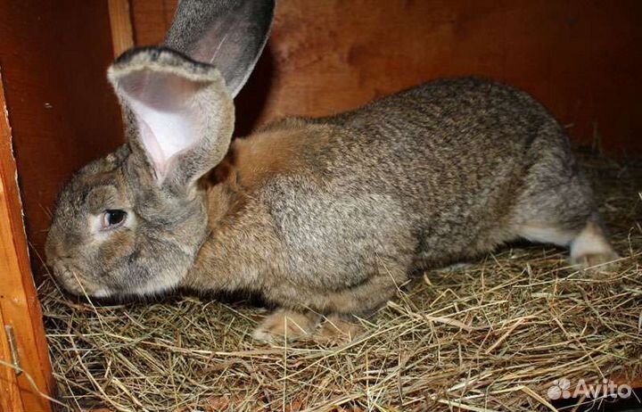 Продам мясо кролика