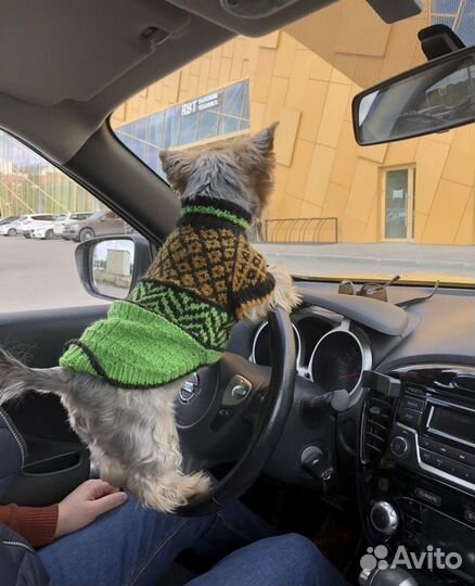 Свитер для джек рассел