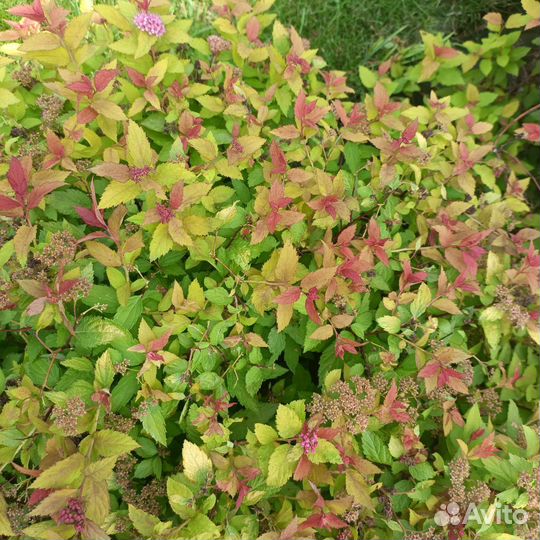 Спирея японская Голдфлейм