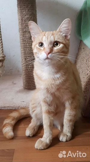 Котик бесплатно