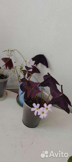 Кислица оксалис бабочки, фиолетовый