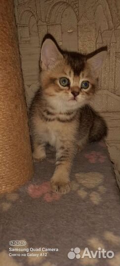 Шотландские котята