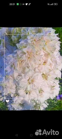 Дельфиниум гиацинтовый