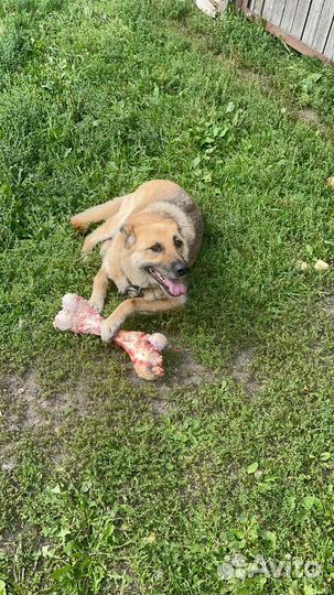 Отдам собак